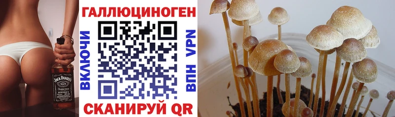 Галлюциногенные грибы GOLDEN TEACHER Купить Соль-Илецк